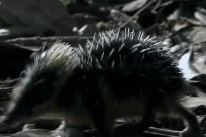 Afrikiniai kirstukai bendrauja  ant kuprų užsiaugintais „barškučiais“