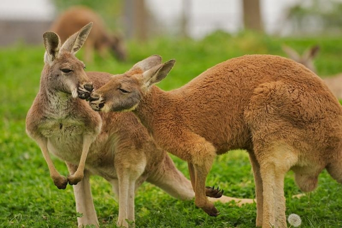 Australijoje bėgiojantį politiką užpuolė kengūra
