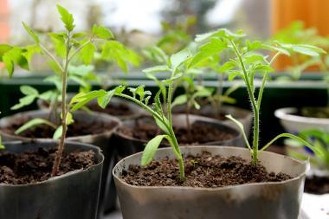 Pomidorų daigeliai žvalgosi pro langą