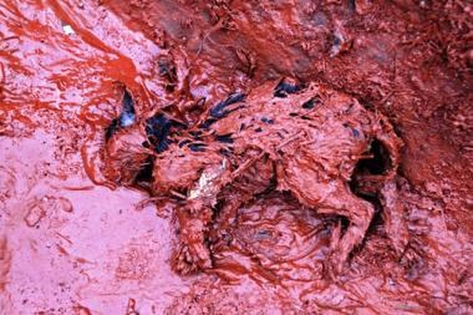 Vengrijoje skubama likviduoti toksiškų pramonės atliekų išsiliejimo padarinius