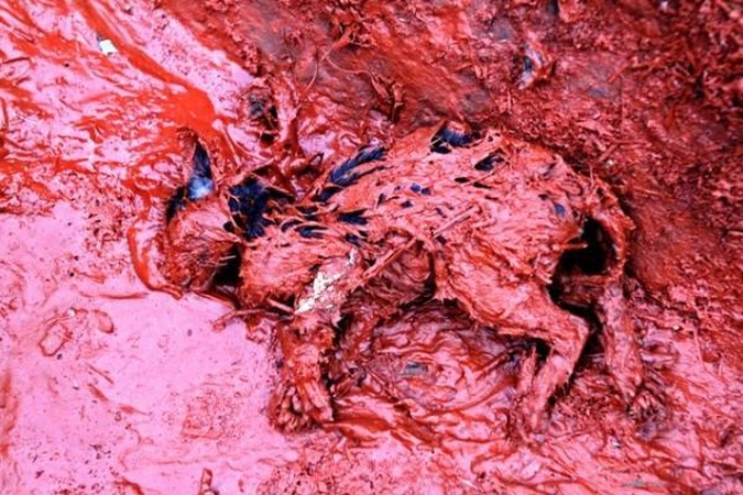 Vengrijoje išsiliejęs toksiškas šlamas pasiekė Dunojų