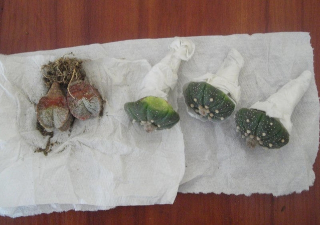 Muitininkai sulaikė nykstančių kaktusų siuntą iš Prancūzijos