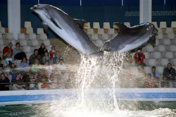 Delfinariumas uždaromas rekonstrukcijai, delfinai skraidinami į Graikiją