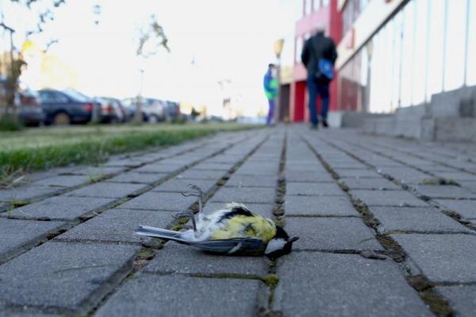 Į pastatus atsitrenkiančius paukščius išgelbėtų lipdukai?