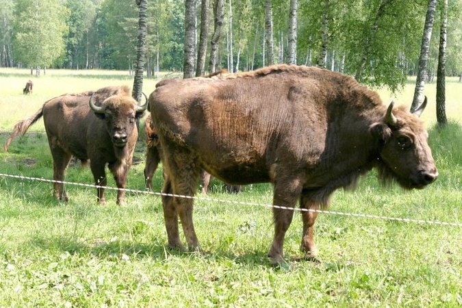 Stumbrai Lietuvoje – kaip karvės Indijoje