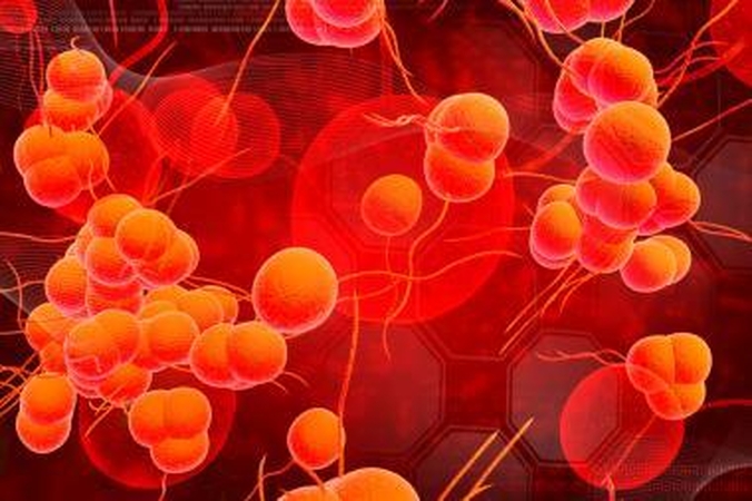 Britus gąsdina mikrobas, atsparus visiems antibiotikams
