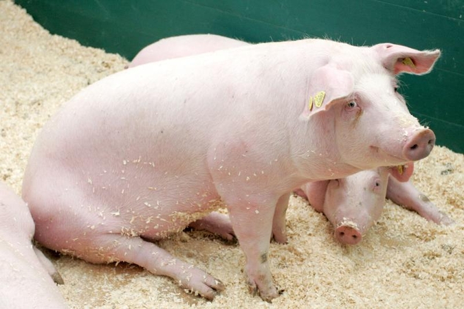 Jau sunaikinta  15 tūkst. užsikrėtusių kiaulių 