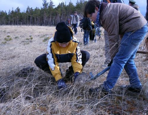 Skautai sodino pušis gaisravietėje