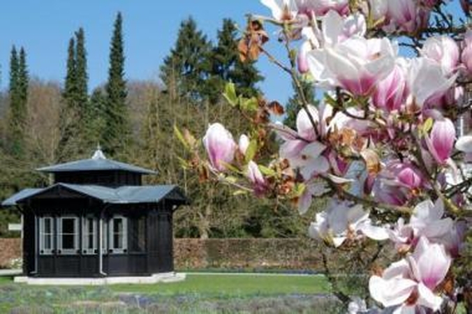 Grožis: kupliais žiedais susprogstančios magnolijos – tarsi gaivus oro gurkšnis po ilgų žiemos mėnesių.