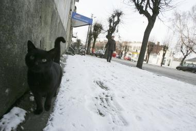 Kauno suvalkiečiai keiksnojami Kalvarijoje