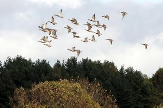 Permainos: anksti pasirodžiusios šiaurinių paukščių rūšys gali pranašauti staigias orų permainas.