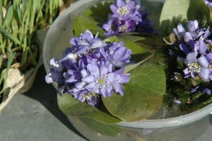 Šaukliai: pavasario spalvomis miškuose išsiskleidė žibuoklės.