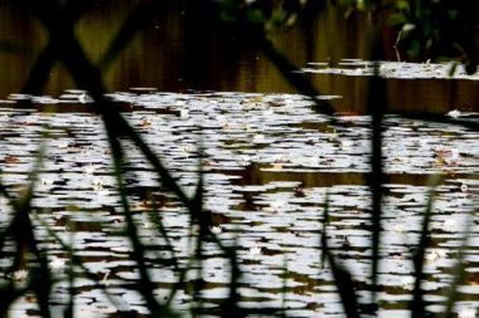 Grožis: Mumlaukio ežeras pasipuošė vasarišku lelijų rūbu.