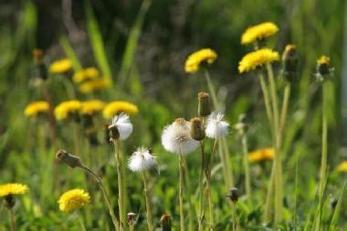 Trukmė: didžiąją dalį savaitgalio dar galėsime pasimėgauti šiltais orais bei žydėjimu.