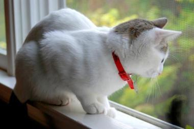 Galimybės: tinkleliai padeda ne tik išvengti vabzdžių atakų, bet ir apsaugoti augintinius, kad šie neiškristų ar neišeitų pro pravirą langą ar duris.