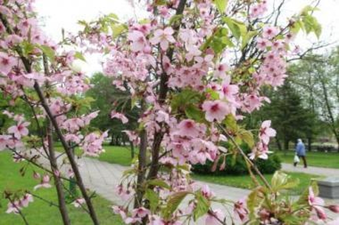 Gamta: žiedais apsipylusios sakūros Danės skverelyje traukia praeivių žvilgsnius.