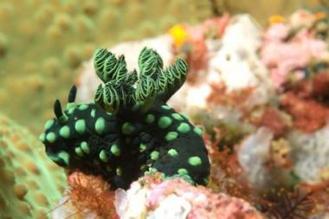 Akis į akį su Komodo drakonais ir adatažuvėmis