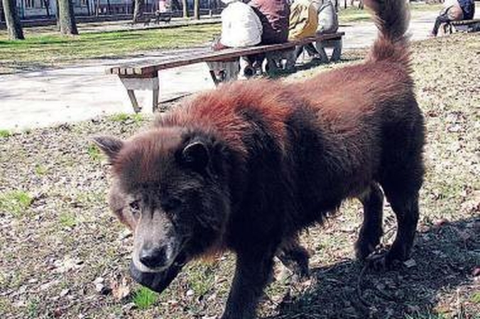 Kauniečiai jau priešinasi beširdiškumui