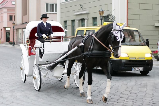 Žirgų pramogų verslas – tik entuziastams