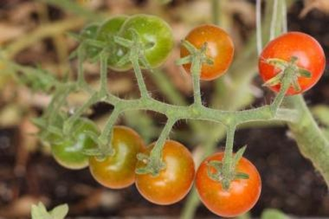 Kenkėjai: štai taip amarai šiemet nususino daugelį vijoklinių augalų.