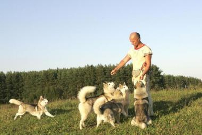 Draugai: R.Prušinską nuolat supa haskiai – į roges kinkomi šunys, kurių protėviai kilę iš Šiaurės.