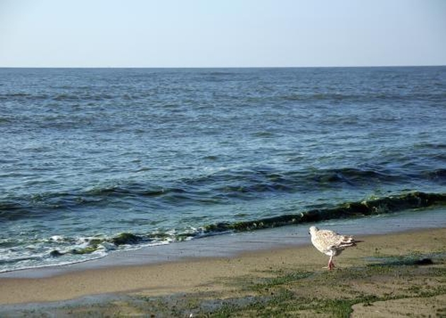 Paniką kėlė juoda dėmė jūroje