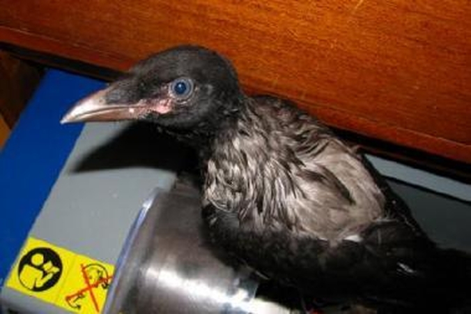 Spėjimas: dabar varniuką, matyt, globoja tėvai, ir jis jaučiasi saugus.