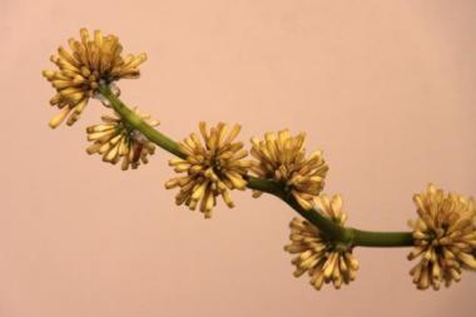 Nudžiugino: A.Kazakevičienės dracena pražydo pirmą kartą per 16 metų.