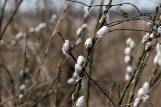Situacija: šiltesni orai po šiemet užfiksuoto rekordo neužsibuvo.
