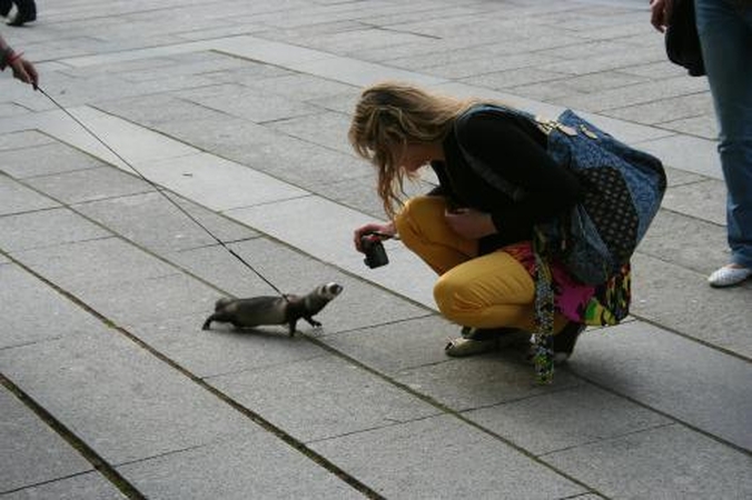 Šeškui namuose nepatiko