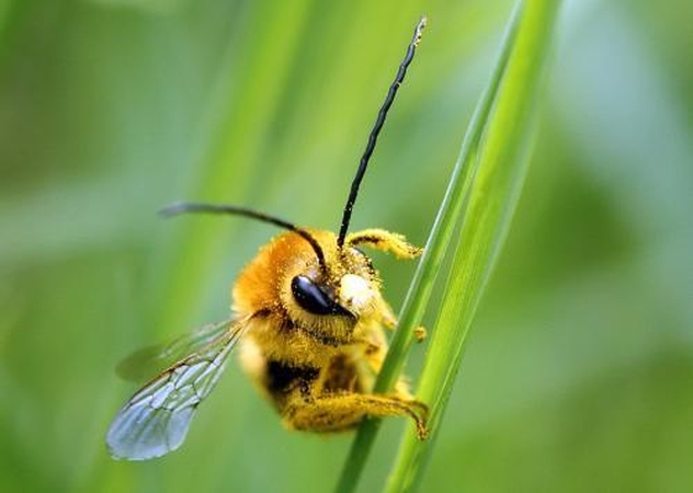 Bites saugos nuo žalingų pesticidų