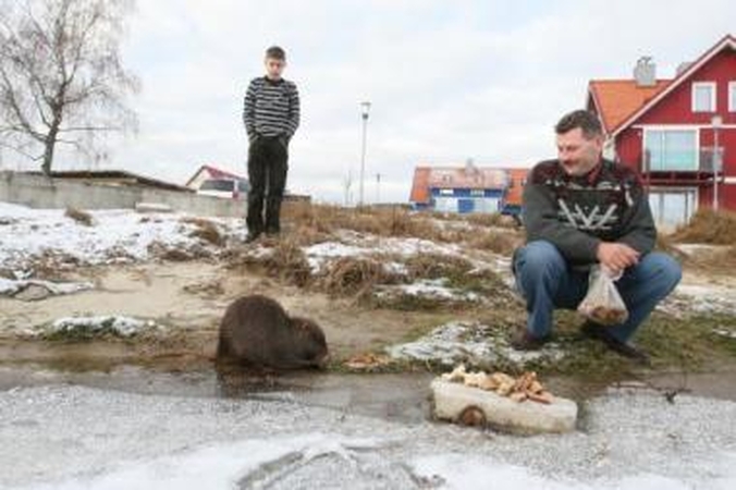Pervalkos įžymybė – nutrija Vasia