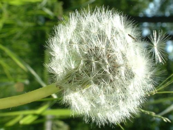 Žiedadulkės kankina klaipėdiečius