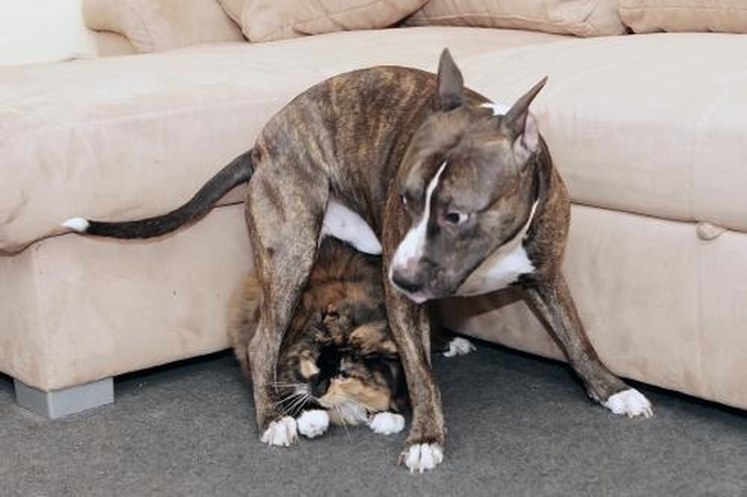 Šunims – privalomi kursai