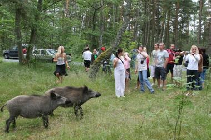 Nidą šernai pavertė arimais