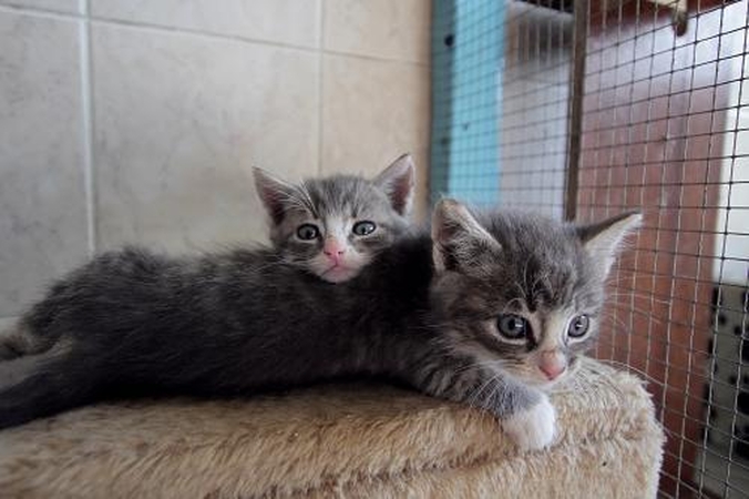 Sklypo dairysis rajone