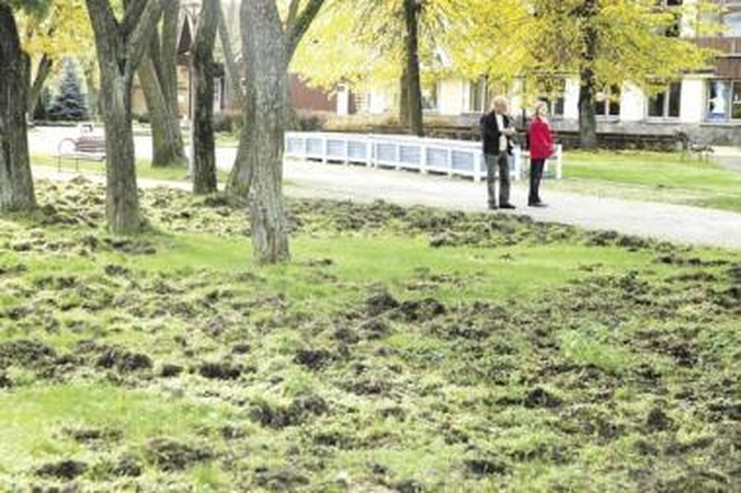 Nidą šernai pavertė arimais