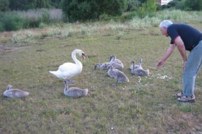 Įgūdžiai: lesinami gulbių jaunikliai neišmoksta patys susirasti maisto.