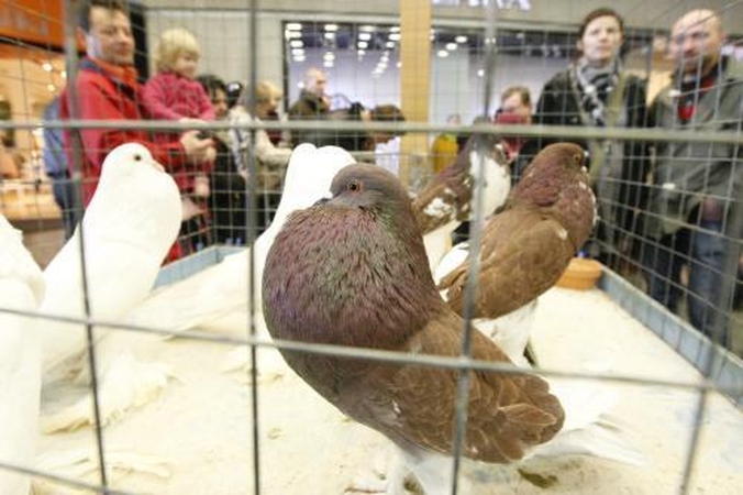 Balandžio veislei – visas gyvenimas