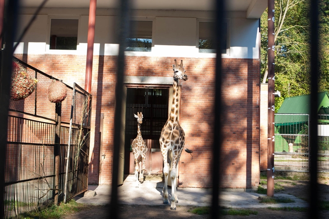Lietuvos zoologijos sodo direktorius: sodai atstatomi tik turint pinigų